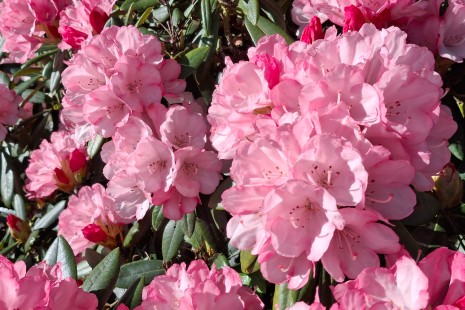 Rhododendren bl&uuml;hen im Park