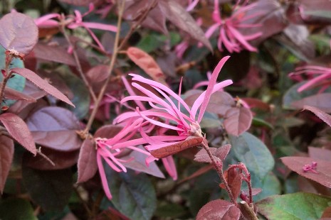 Die Himalaya-Riemenblume bl&uuml;ht im Mediterraneum