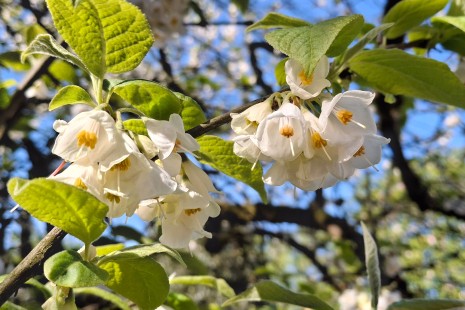 Der Schneegl&ouml;ckchenstrauch bl&uuml;ht in der N&auml;he vom Rosengarten