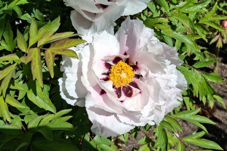 Die Strauchpfingstrosen bl&uuml;hen am Baumhaselweg
