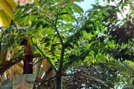 Die Titanenwurz treibt ein riesiges Blatt im Regenwaldhaus