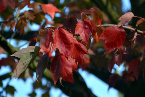 Herbstliches Laub vom Rotahorn