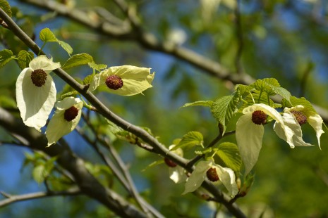 Der Taschentuchbaum bl&uuml;ht auf den Farbenterrassen
