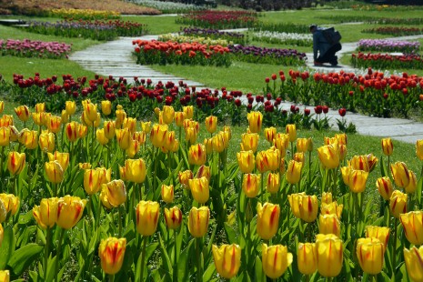 Tulpen bl&uuml;hen in der Dahlienarena
