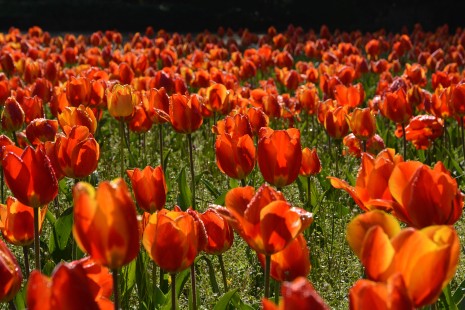 Tulpen bl&uuml;hen auf den Farbenterrassen