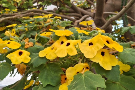 Bl&uuml;ten von Uncarina grandidieri