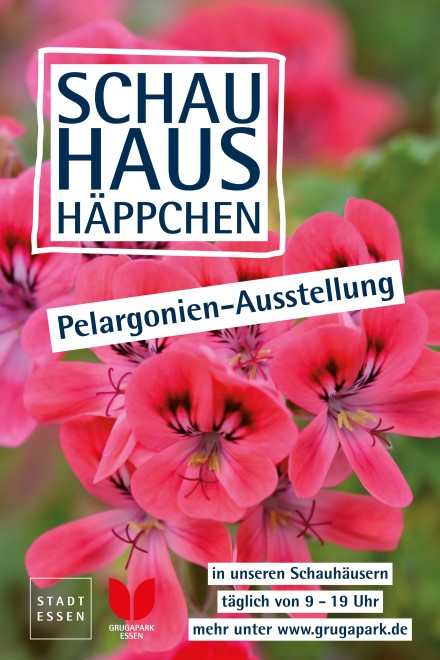 Pelargonien-Blüten