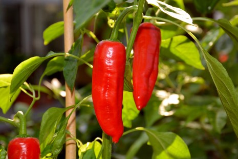 Chilis