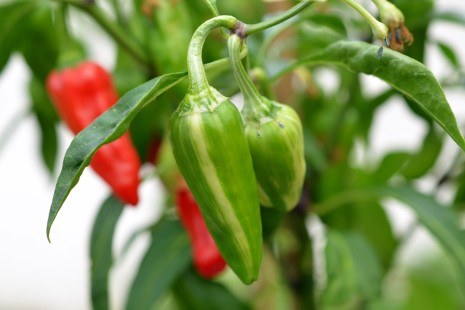 Chilis