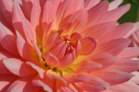 Dahlien blühen in der Dahlienarena