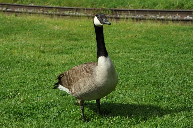 Kanadagans im Grugapark